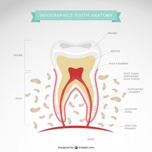 tooth anatomy